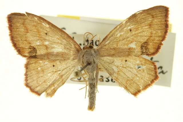 Image of Scopula timandrata Walker 1861