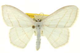 Image of Scopula ordinata Walker 1861