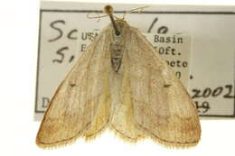 Image of Scopula siccata McDunnough 1939