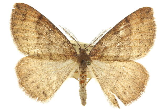 Image of Drepanulatrix hulstii Dyar 1901