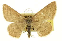 Image of Scopula sideraria Guenée 1858
