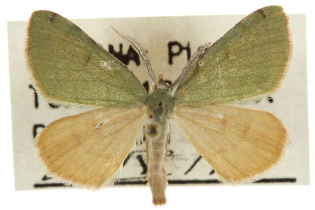 صورة Chloraspilates bicoloraria Packard 1876