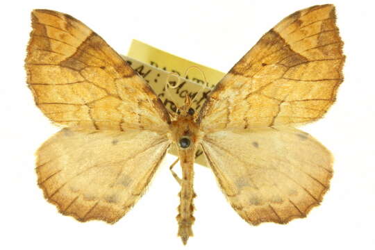 Image of <i>Eulithis powellata</i> Ferguson & Choi 2001