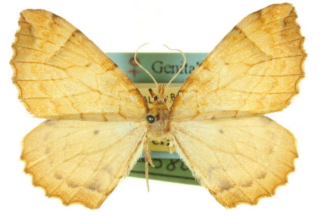 Image of <i>Eulithis powellata</i> Ferguson & Choi 2001