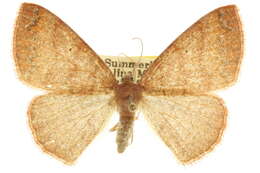 Image of Pterospoda opuscularia Hulst 1887