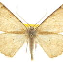 Image of Stergamataea inornata Hulst 1896