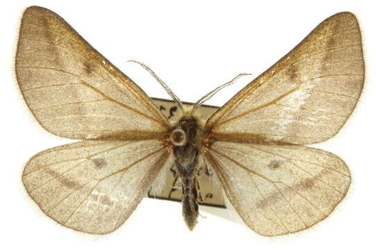 Image of Aspitates conspersaria Staudinger 1901