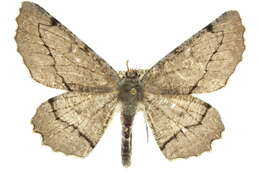 Image of Lytrosis permagnaria Packard 1876