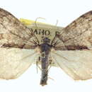 Hydriomena sierrae Barnes & McDunnough 1917 resmi