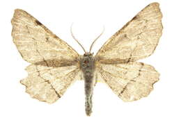 Image of Lytrosis permagnaria Packard 1876