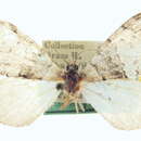 Image of Hydriomena glaucata Packard 1874