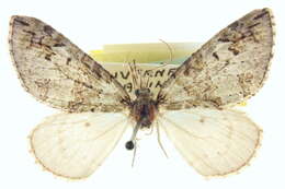 Слика од Hydriomena glaucata Packard 1874