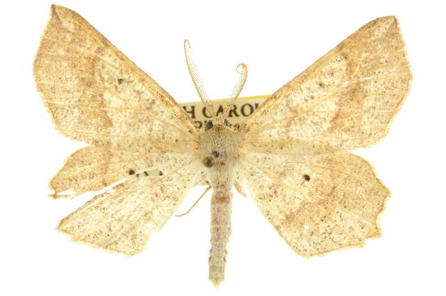 Image of Euchlaena deplanaria Walker 1862