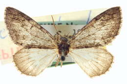 Image of Hydriomena chiricahuata Swett 1909