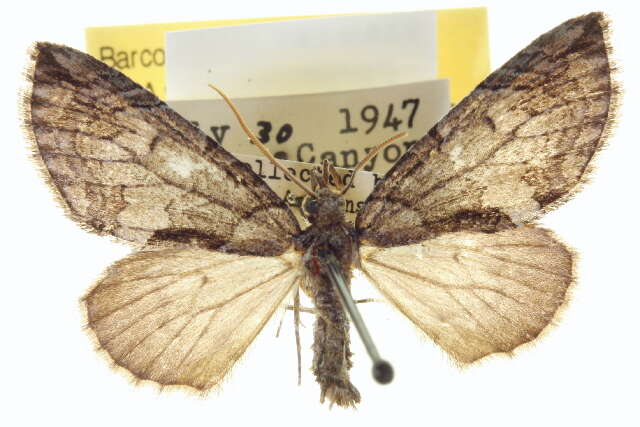 Image of Hydriomena chiricahuata Swett 1909