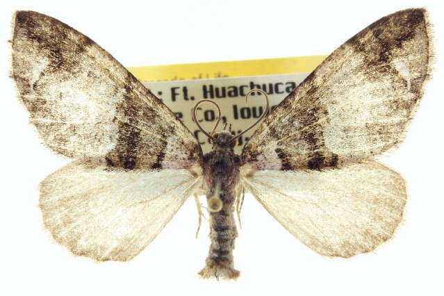 Image of Hydriomena albifasciata Packard 1874
