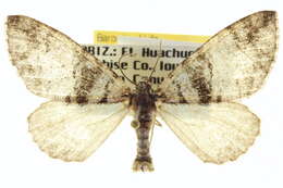 Image of Hydriomena albifasciata Packard 1874