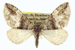 Image of Hydriomena albifasciata Packard 1874