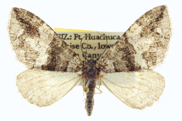 Image of Hydriomena albifasciata Packard 1874
