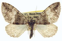 Image of Hydriomena albifasciata Packard 1874