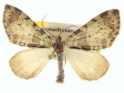 Image of Hydriomena bryanti McDunnough 1943