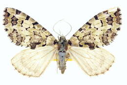 Image of Hydriomena magnificata Taylor 1906
