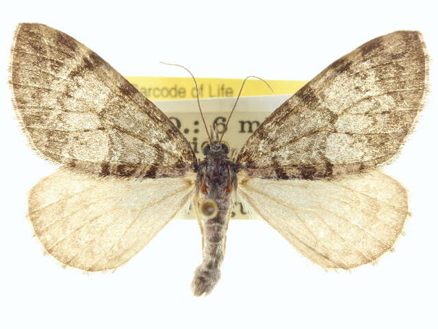 Image of Hydriomena morosata Barnes & McDunnough 1917