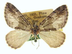 Image of Hydriomena similaris Hulst 1896
