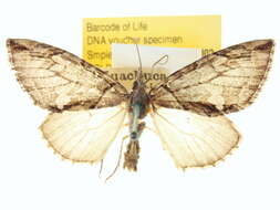 Image of Hydriomena modestata Barnes & McDunnough 1917