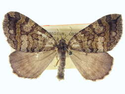 Image of Hydriomena quinquefasciata Packard 1871