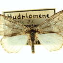 Sivun Hymenodria mediodentata (Barnes & McDunnough 1911) kuva