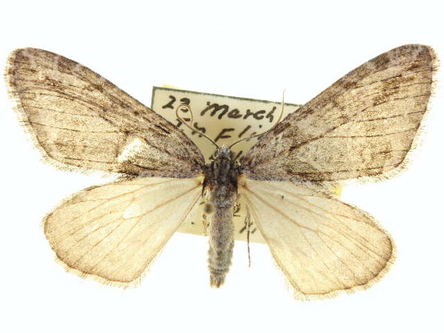 Ersephila indistincta Hulst 1898 resmi