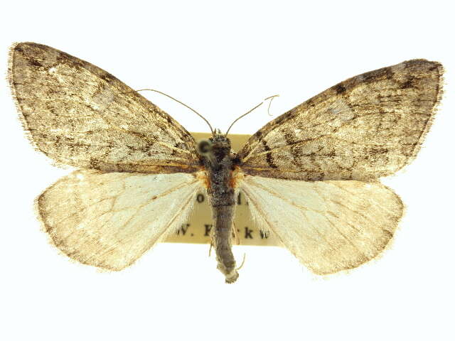 Ersephila indistincta Hulst 1898 resmi