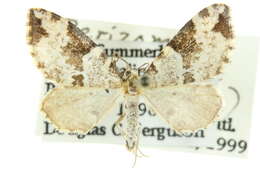 Image of Perizoma interrupta Warren 1893