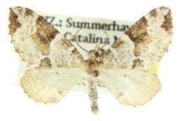 Image of Perizoma interrupta Warren 1893