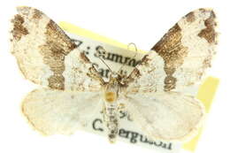 Image of Perizoma interrupta Warren 1893