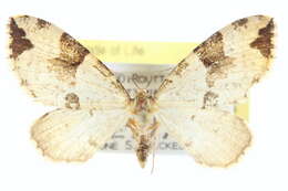 Image of Perizoma interrupta Warren 1893