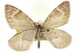 Image of Stamnodes marinata Wright 1920