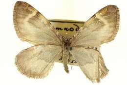 Image of Stamnodes marinata Wright 1920