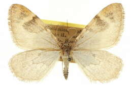 Image of Stamnodes marinata Wright 1920