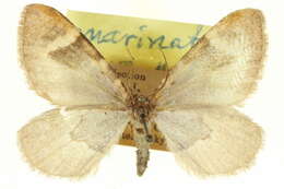 Image of Stamnodes marinata Wright 1920