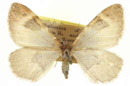 Image of Stamnodes marinata Wright 1920