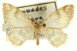 Image of Stamnodes lampra Rindge 1958