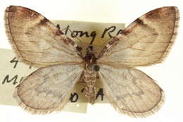 Image of Stamnodes modocata Wright 1920