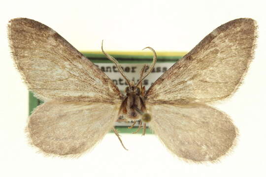 Image of Stamnoctenis