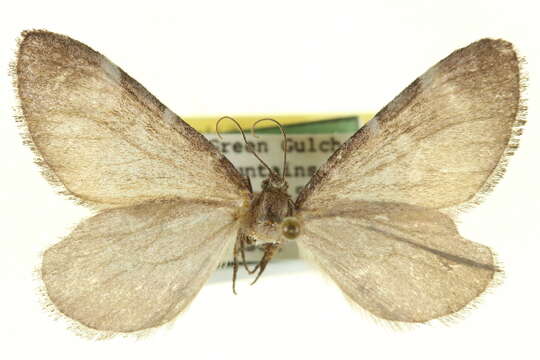 Image of Stamnoctenis