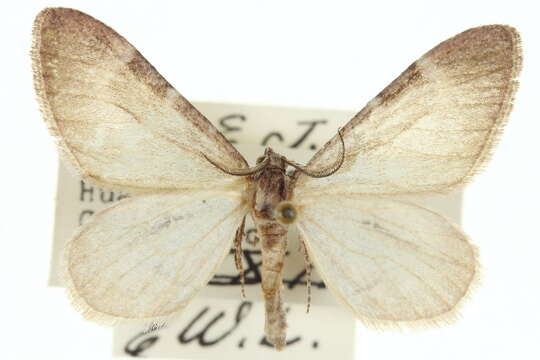 Image of Stamnoctenis