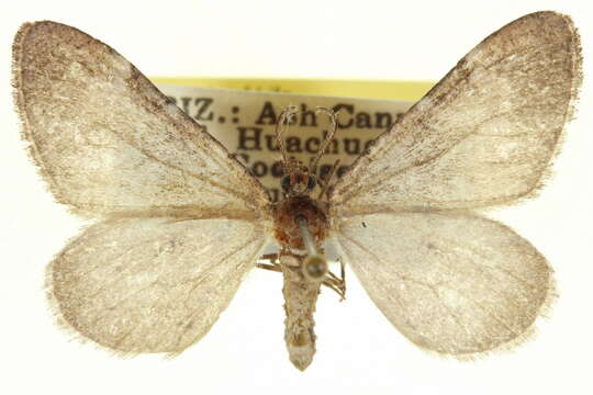 Image of Stamnoctenis