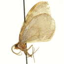 Image of Stamnodes similis Wright 1927