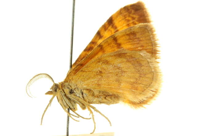 Image of Loxofidonia acidaliata Packard 1874
